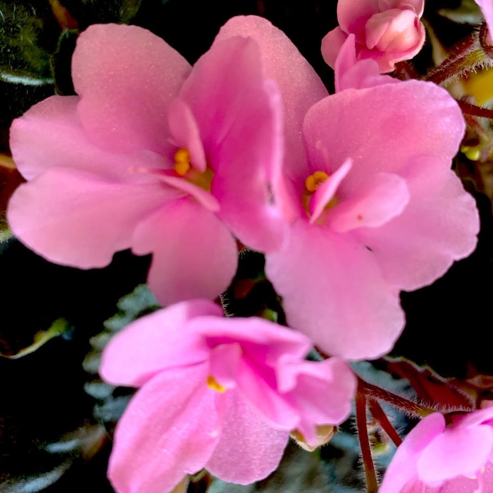 Meet your Posher, Angelique